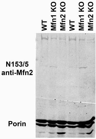 Anti-Mitofusin-2 Antibody - Image 2