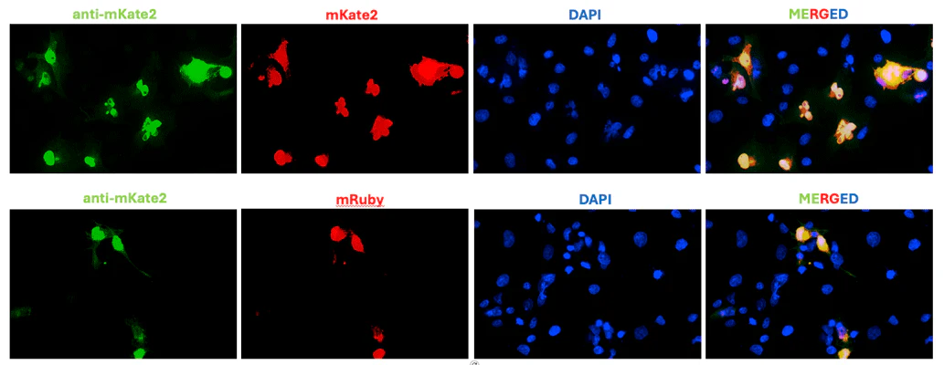 Anti-mKate2 Antibody