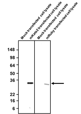 Anti-mKate2 Antibody - Image 2