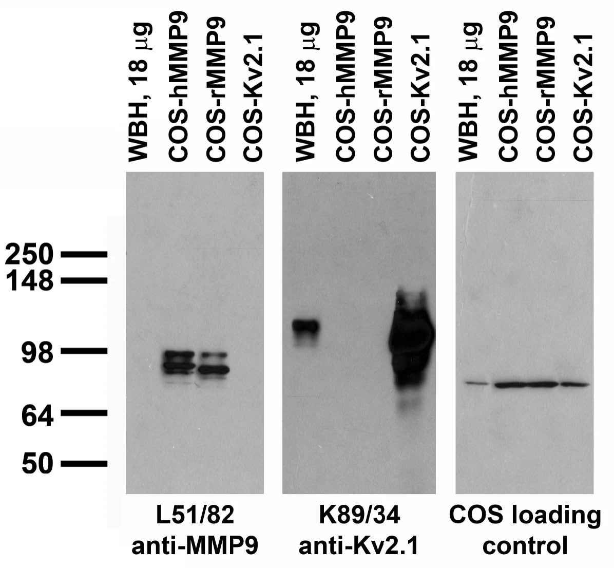 Anti-MMP9 Antibody - Image 2