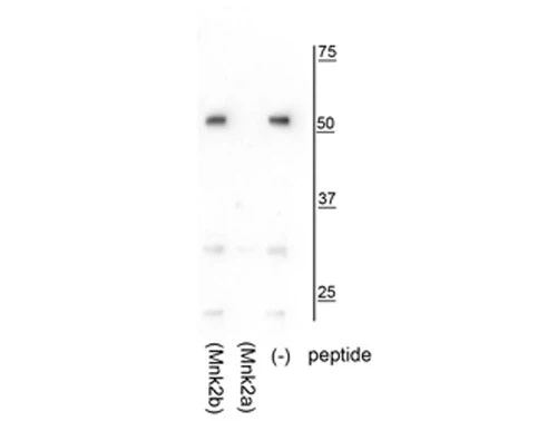 Anti-Mnk2a Antibody