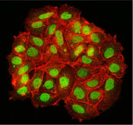 Anti-MNX1/HB9 Antibody