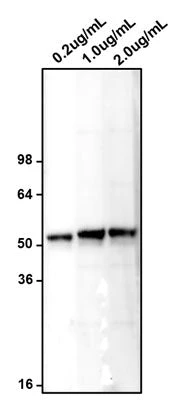 Anti-MNX1/HB9 Antibody - Image 2