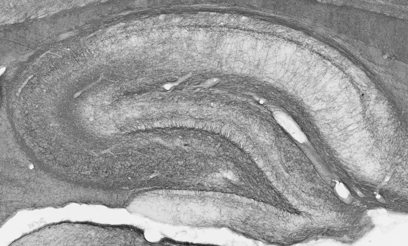 Anti-MOG Antibody - Image 2