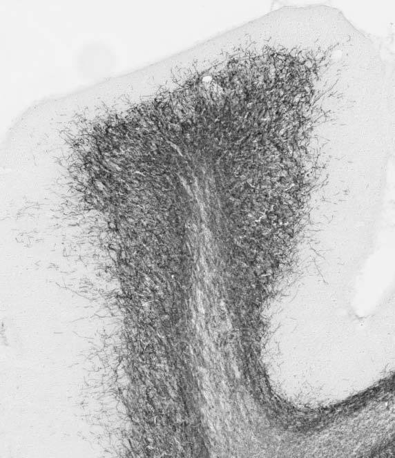 Anti-MOG Antibody - Image 3