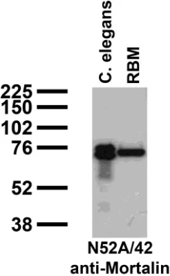 Anti-Mortalin/GRP75 Antibody - Image 3