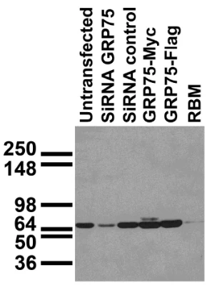 Anti-Mortalin/GRP75 Antibody - Image 4
