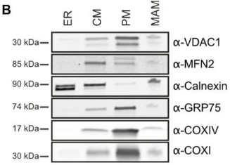 Anti-Mortalin/GRP75 Antibody - Image 5
