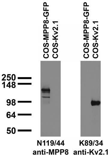 Anti-MPP8 Antibody