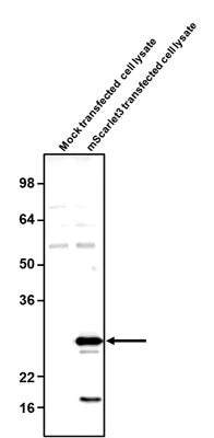 Anti-mScarlet3 Antibody - Image 2