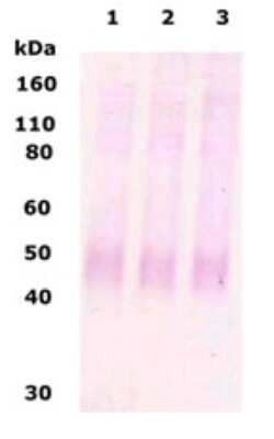 Anti-Mu Opioid Receptor Antibody