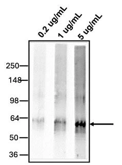 Anti-Mucin 2 (MUC2) Antibody