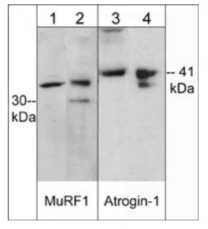 Anti-MuRF1 (C-terminal region) Antibody