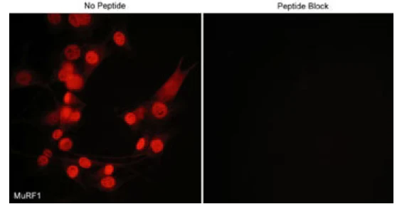 Anti-MuRF1 (C-terminal region) Antibody - Image 2