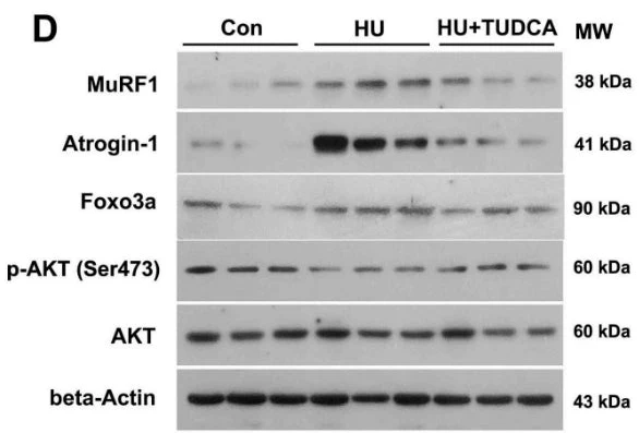 Anti-MuRF1 (C-terminal region) Antibody - Image 3