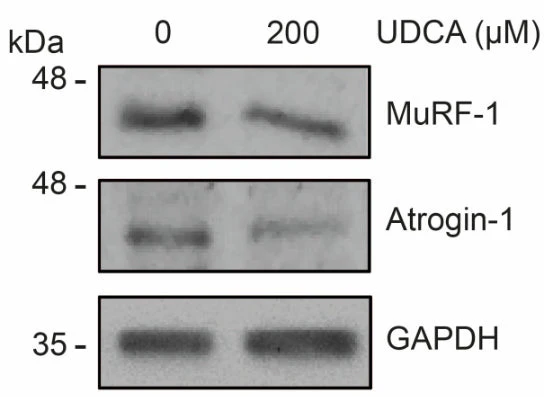 Anti-MuRF1 (C-terminal region) Antibody - Image 5