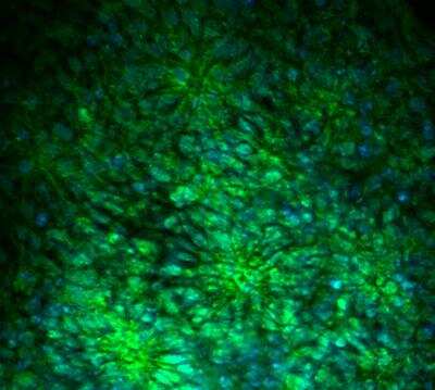 Anti-Musashi 1 Antibody - Image 2