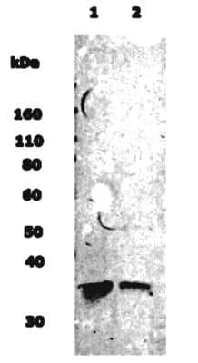 Anti-Musashi 1 Antibody - Image 3
