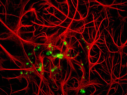 Anti-Myelin Basic Protein (MBP) Antibody - Image 3