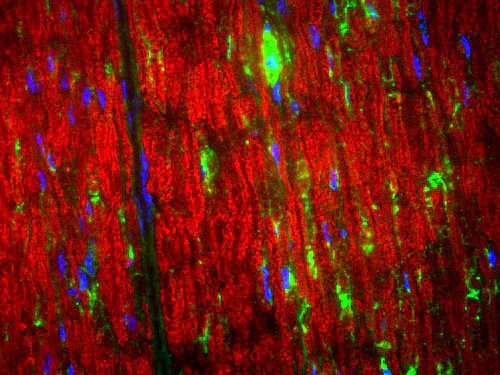 Anti-Myelin Basic Protein (MBP) Antibody - Image 4
