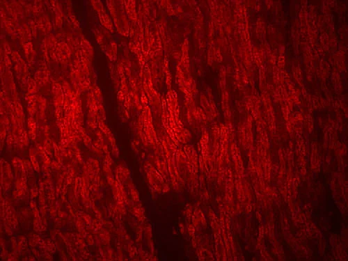 Anti-Myelin Basic Protein (MBP) Antibody - Image 7