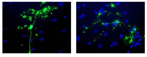 Anti-Myelin Basic Protein (MBP) Antibody - Image 8