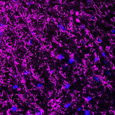 Anti-Myelin Basic Protein (MBP) Antibody - Image 3