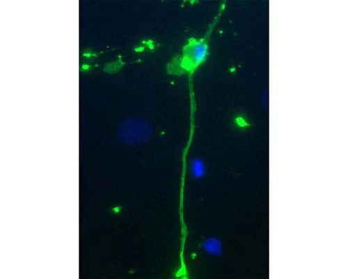 Anti-Myelin basic protein (MBP) Antibody
