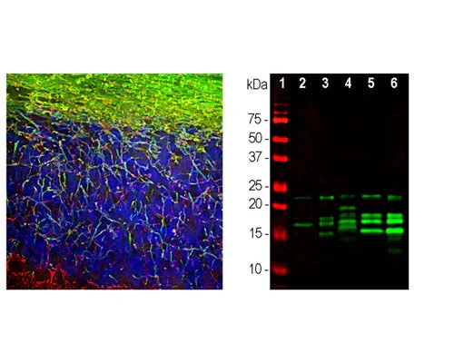 Anti-Myelin basic protein (MBP) Antibody - Image 2