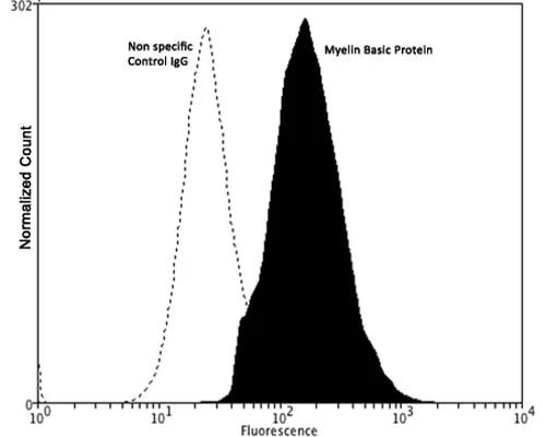 Anti-Myelin Basic Protein (MBP) Antibody - Image 2