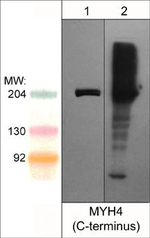 Anti-Myosin 4/MyHC-IIB (C-terminus) Antibody