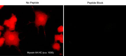 Anti-Myosin IIA Heavy Chain (C-terminal region) Antibody - Image 2