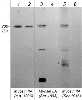 Anti-Myosin IIA Heavy Chain (Ser-1803), Phosphospecific Antibody