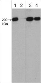 Anti-Myosin IIA Heavy Chain (Ser-1943), Phosphospecific Antibody