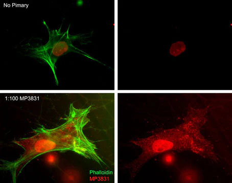Anti-Myosin IIA Heavy Chain (Ser-1943), Phosphospecific Antibody - Image 2