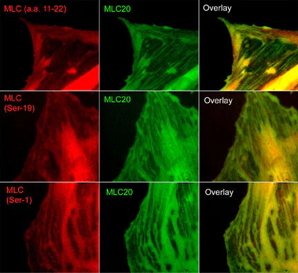 Anti-Myosin Light Chain (N-terminal region) Antibody - Image 2