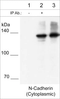 Anti-N-Cadherin (C-terminal region) Antibody - Image 2