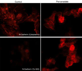 Anti-N-Cadherin (Tyr-820), Phosphospecific Antibody - Image 2