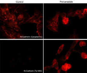 Anti-N-Cadherin (Y860) [E-Cadherin (Y835)], Phosphospecific Antibody - Image 2