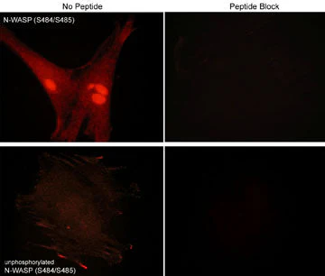 Anti-N-WASP (Ser-484/Ser-485), Phosphospecific Antibody - Image 2
