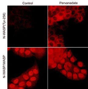 Anti-N-WASP (Tyr-256), Phosphospecific Antibody - Image 2