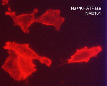 Anti-Na+/K+ ATPase β3 (Extracellular) Antibody - Image 2