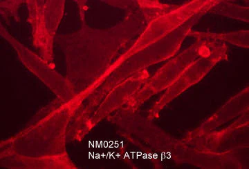 Anti-Na+/K+ ATPase β3 (Extracellular) Antibody - Image 2