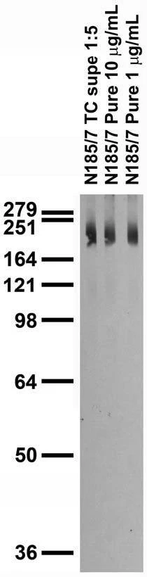 Anti-NALCN Antibody