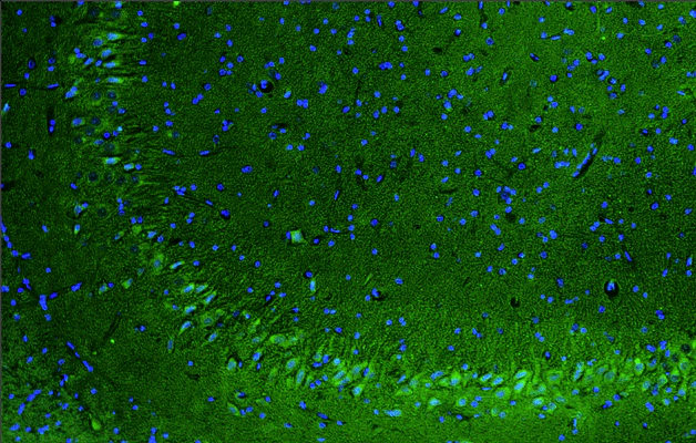 Anti-Nav1.1 Na+ Channel Recombinant Chicken Chimeric mAb - Image 3