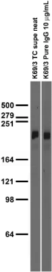 Anti-Nav1.2 Na+ Channel Antibody - Image 3