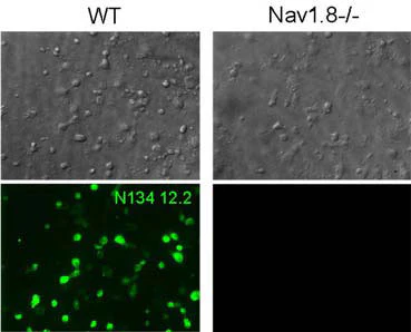 Anti-Nav1.8 Na+ Channel Antibody - Image 3