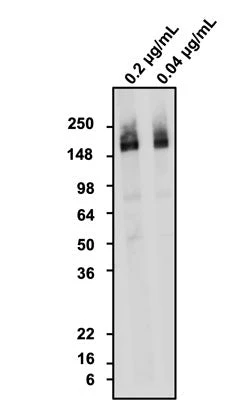 Anti-NCAM1 Antibody - Image 2
