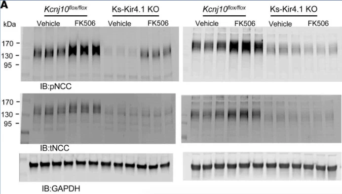 Anti-NCC (Thiazide sensitive NaCl cotransporter) (Thr53) Antibody - Image 3