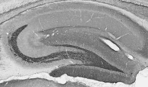 Anti-NCKX4 Antibody - Image 2